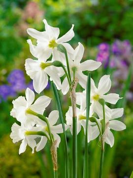 Narcissus (Genus), Narcissus triandrus