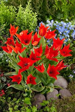 Blumenzwiebel, Frühlingsblüher, panaschierte Blätter, Tulipa (Genus), Tulipa praestans