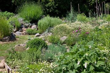 Gewürzpflanze, Kräutergarten, Kräutermischung, Matricaria recutita