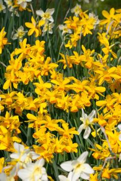 Blumenzwiebel und Knollen, Blumenzwiebel, Narcissus (Genus), Narcissus triandrus