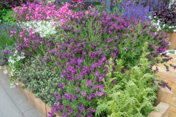 lavender (Genus), Mixture (Mix), Perennials mix, Perennials «perennials», planting, Polemonium (Genus), sage (Genus), Veronica (Genus)