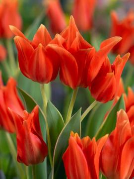 Blumenzwiebel und Knollen, Frühlingsblüher, Tulipa (Genus), Tulipa praestans