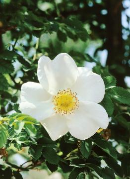Rosa spinosissima, Shrub rose