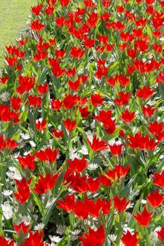 Anemone blanda, Blumenzwiebel, Frühling, Frühlingserwachen, Frühlingsstimmung, Tulipa (Genus), Tulipa praestans, Tulpenbeet