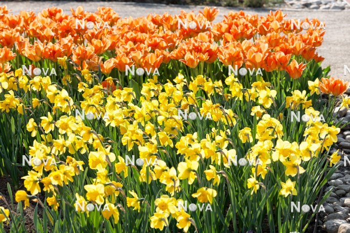N1923000 Blumenbeet mit Narzissen und Tulpen