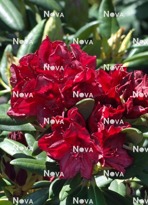 N0204413 Rhododendron Henry's Red