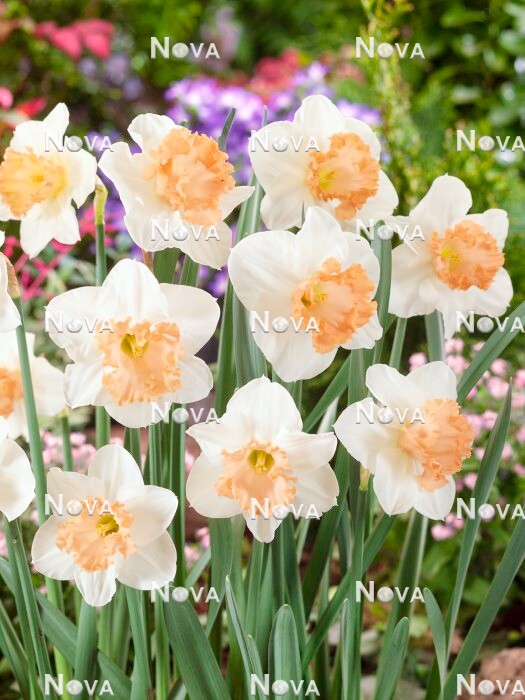 N1926376 Narcissus Large Cupped Mon Cherie