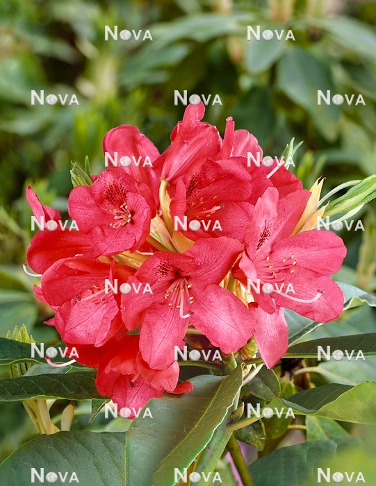 N0205410 Rhododendron Edith Praed