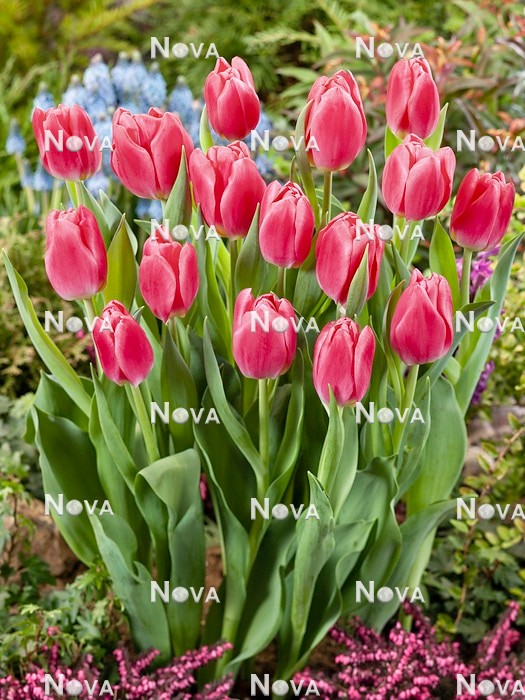N1928128 Tulipa Single Early Pink Velvet