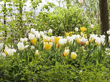 impression, Springtime, Stimmungsbild mit Tulpen, Tulipa (Genus)
