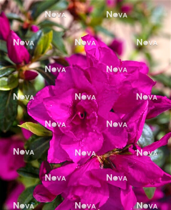 Rhododendron Violet Ray