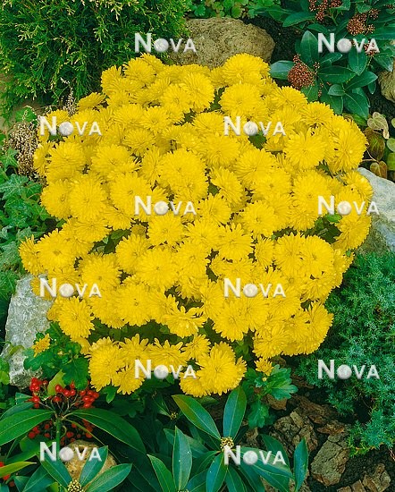 Chrysanthemum Jessica