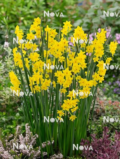 Narcissus jonquilla Baby Boomer - Media Database