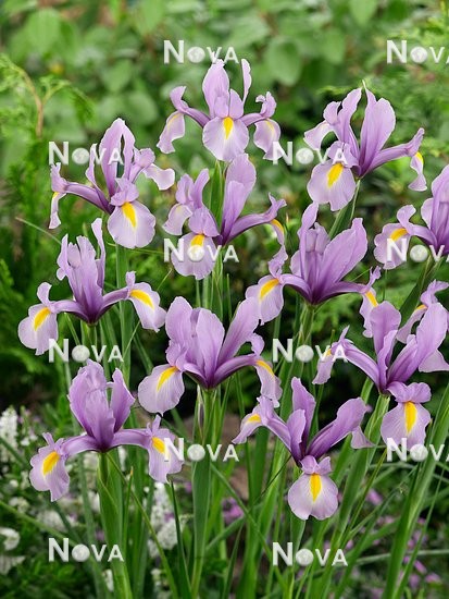 Iris x hollandica King Mauve
