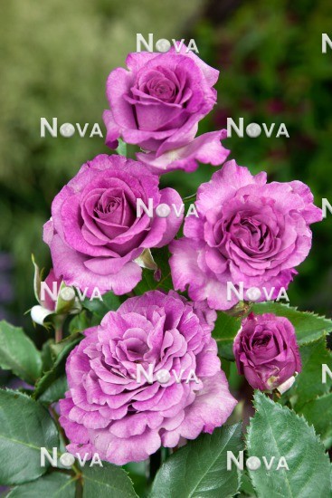 Rosa Dorient Violette Parfumee