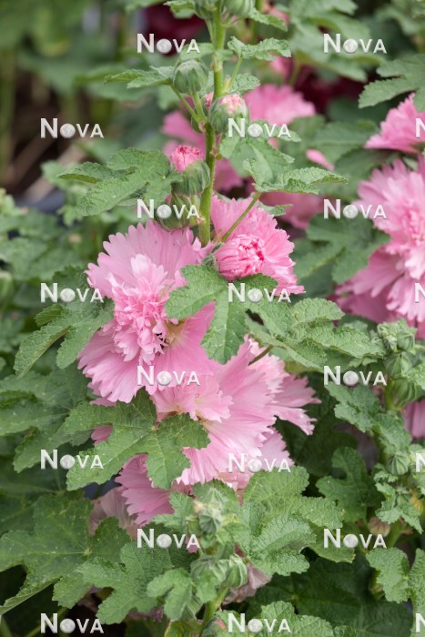 Alcea rosea 'Spring Celebrities Pink' (Hollyhock)