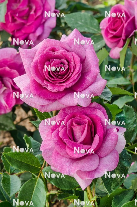 Rosa Violette Parfumee