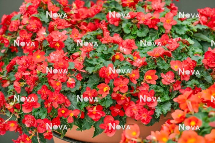 Begonia Rise Up ™ Lava Flow