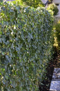 Common Ivy, hedge