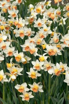 Frühlingsstimmung, Lifestyle, Narcissus (Genus)