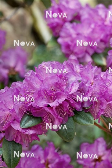 N0202175 Rhododendron carolinianum  P. J. Mezitt