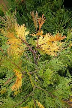 Calocedrus decurrens, Conifer, incense cedar (Genus), Nadelgehölz