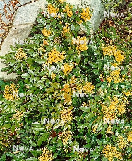06 02 03 Mahonia aquifolium