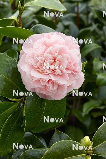 N0108403 Camellia japonica Debutante