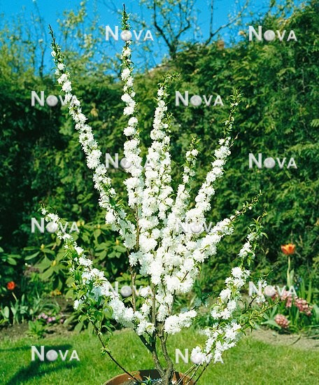 07 49 26 Prunus glandulosa Alba Plena