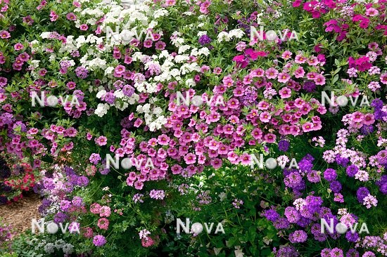 N1510064 Sommerblumen Mischung / Calibrachoa, Verbena, Phlox
