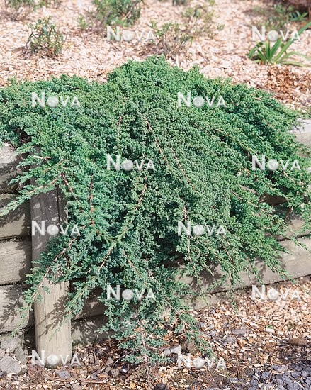 13 91 26 Juniperus procumbens Nana