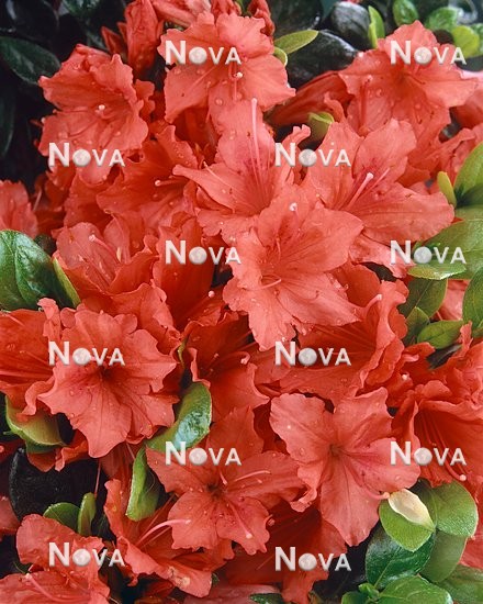 11 50 99-322 Rhododendron x kurume Show Girl