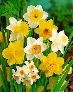 Narcissus (Genus)