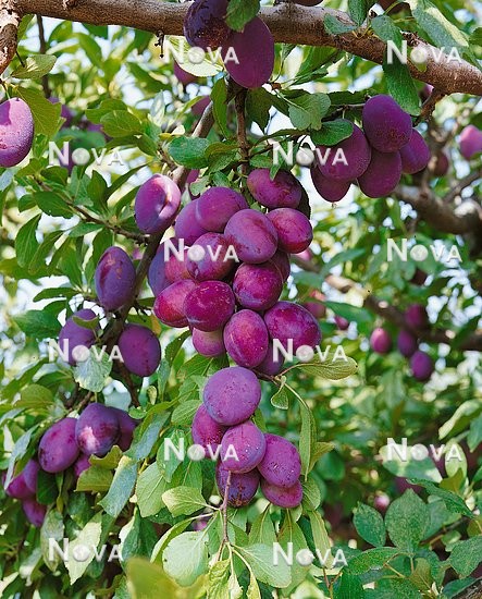 16 20 66 Prunus domestica subsp. domestica