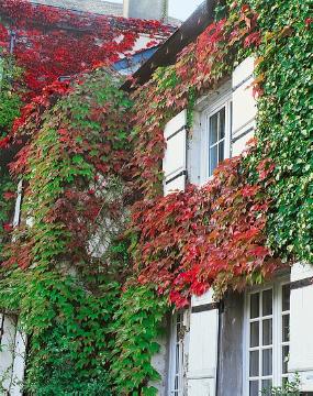 Hauswandbegrünung, Herbst, Herbstfärbung, Parthenocissus tricuspidata