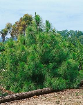 Pinus (Genus)
