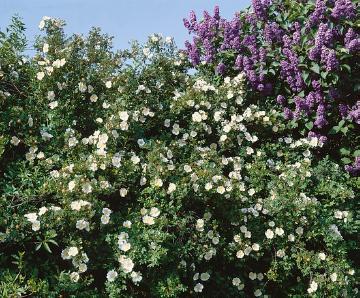 Rosa spinosissima, Strauchrose, Wildrose