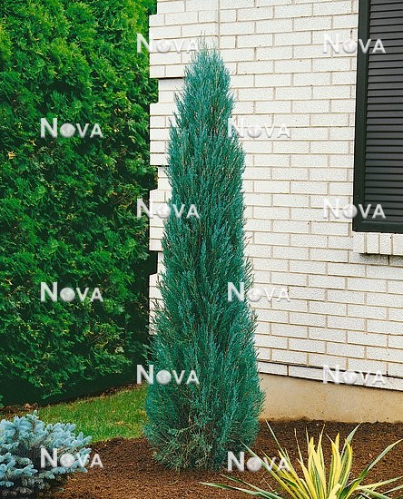 13 91 53 Juniperus scopulorum Blue Arrow