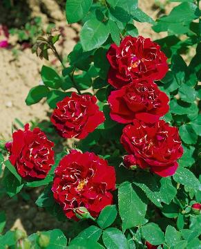 Rosa gallica, Shrub rose