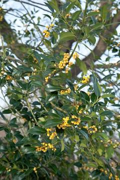 Beeren, Ilex aquifolium, panaschierte Blätter