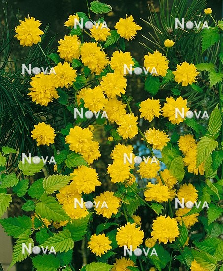05 00 04-002 Kerria japonica Pleniflora