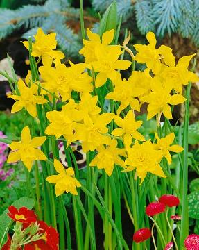 daffodil (Genus)