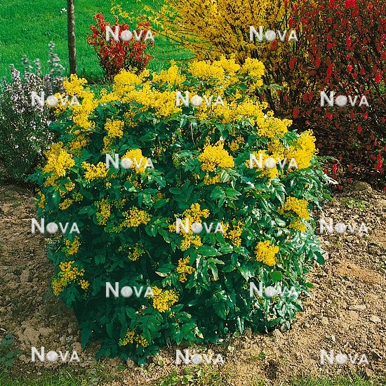N0100336 Mahonia aquifolium