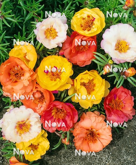 https://nova.co.at/marsNova/scr/1585039345000/17051v1tv3m3/N1500070-Portulaca-grandiflora-double-Sundial-Citrus-mix.jpg