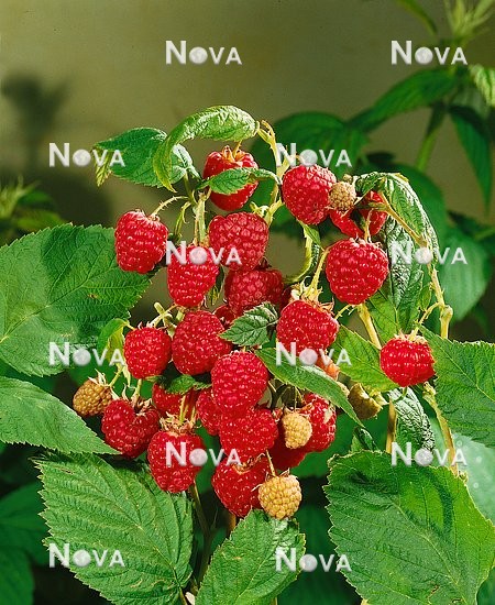 N0700020 Rubus idaeus Polona