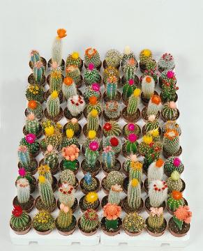 cactuses, Mixture (Mix)