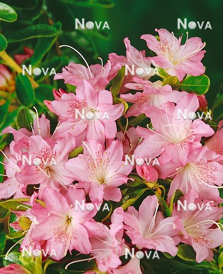 N0200110 Rhododendron x kurume Fudetsukasi