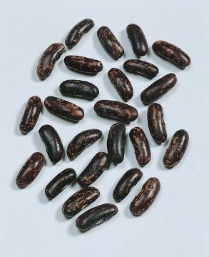 Bohnen-Samen, Phaseolus (Genus), Samen