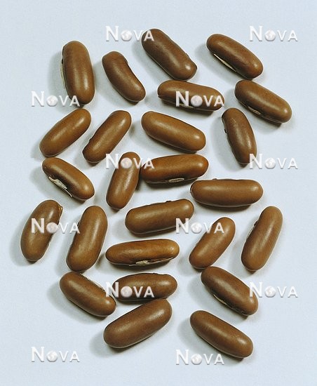 G4600077 Bohnen-Samen / Phaseolus vulgaris Argus