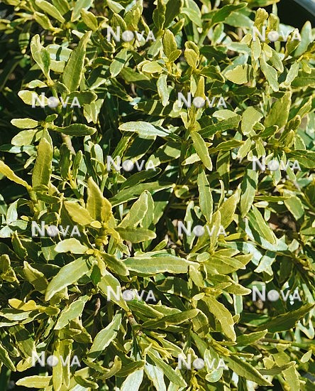 N0101096 Gardenia jasminoides Radicans Variegata